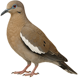 White-winged Dove